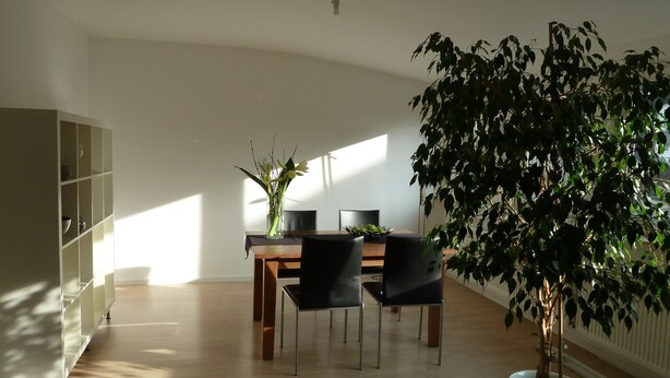 Un comedor con una mesa de madera, sillas negras y una planta en maceta.