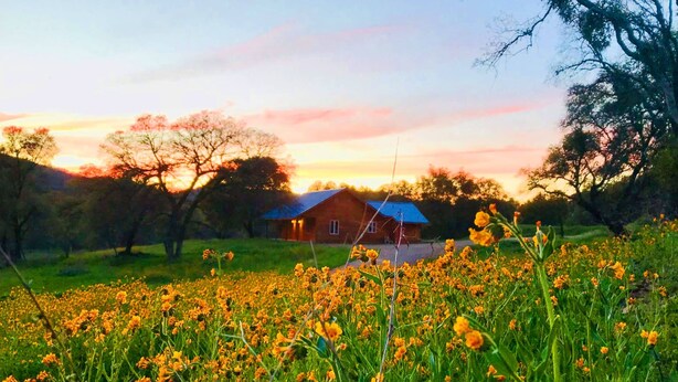 Ländliche Landschaft mit einem Holzhaus, einem Feld voller gelber Blumen und Bäumen unter einem Abendhimmel.