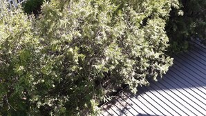 Vista desde la habitación