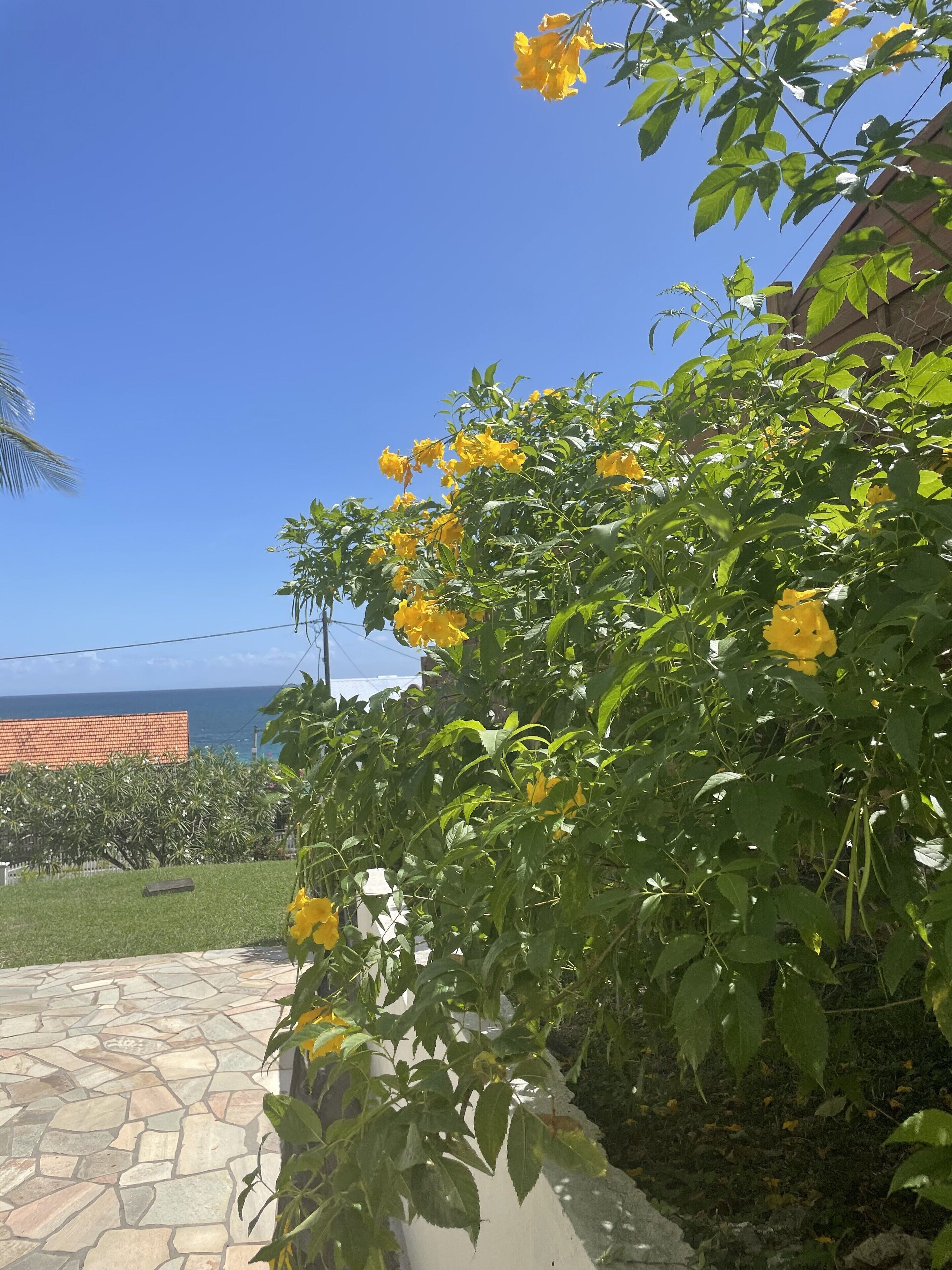 A garden with yellow flowers, a stone pathway, and a view of the ocean.