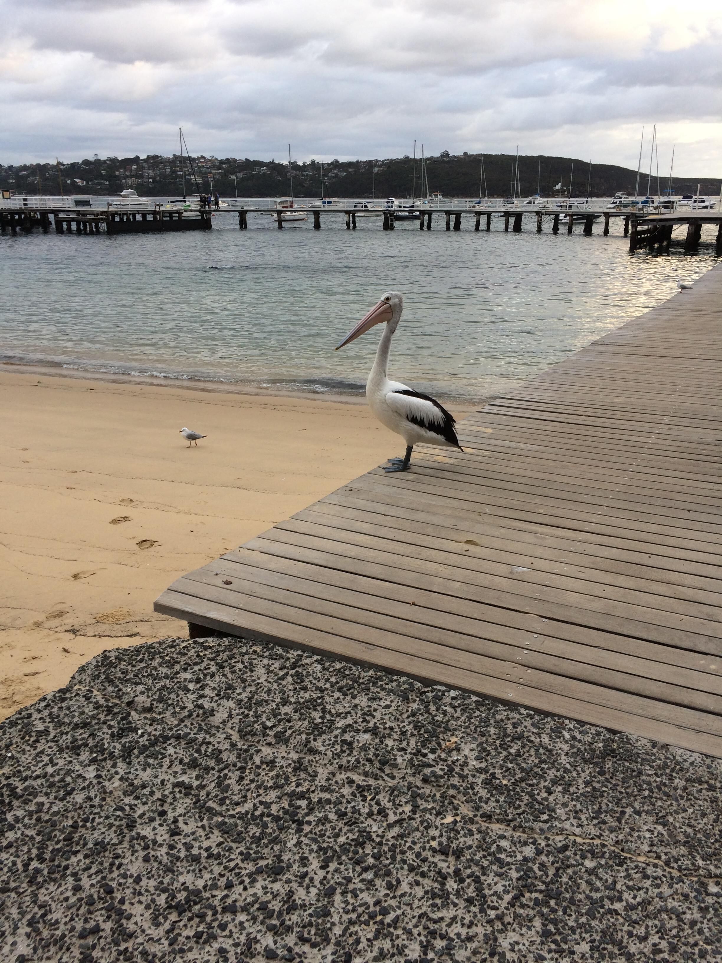 Mosman Luxury Studio — image 16