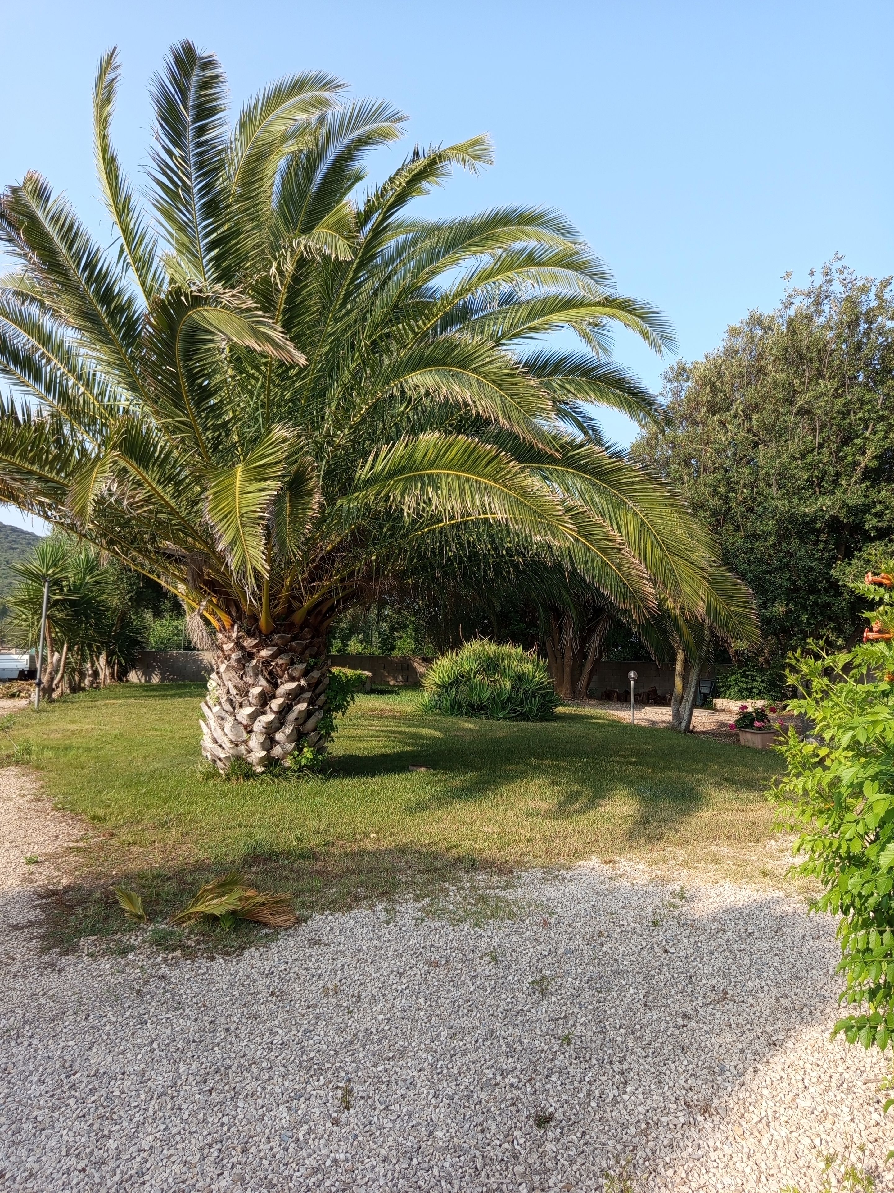 Un jardín bien cuidado con una palmera, un sendero de grava y diversos arbustos.