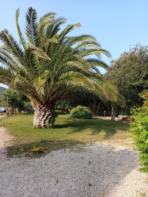 Un jardin bien entretenu, agrémenté d’un palmier, d’un chemin de gravier et de divers arbustes.