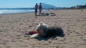 Ein Strand mit einem Hund, der im Sand liegt, einem Paar im Hintergrund und Strandzubehör.