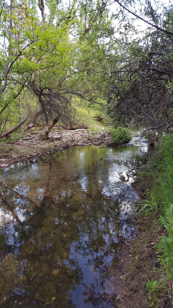 Un arroyo natural con agua cristalina, rodeado de abundante vegetación y árboles.
