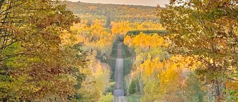 A road leading through a forest with autumn foliage.
