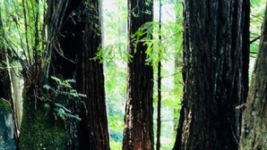 Un sendero de madera en un área boscosa con árboles grandes y rocas cubiertas de musgo.