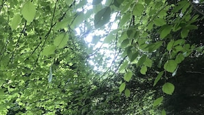 A lush green park with dense foliage and a well-maintained lawn. - 8 Bedroom mansion.Private Gated FreeSauna hottub sleep 15-23 Marble Park 12 cars (Luton)
