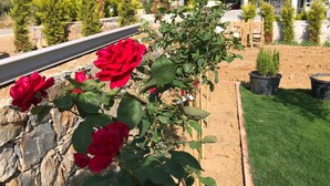 Un jardín con rosas rojas y un muro de piedra.