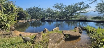 Un área de piscina al aire libre tranquila, con formaciones rocosas naturales y abundante vegetación.