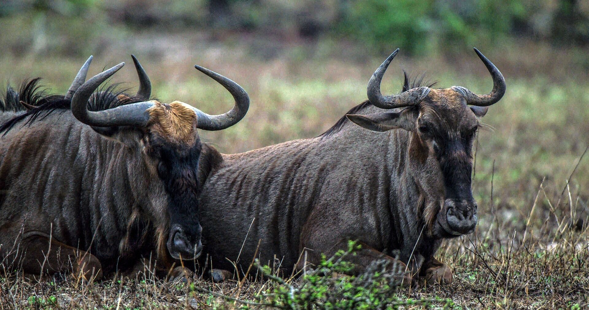 Dos grandes animales de pelaje oscuro con cuernos prominentes en un campo de hierba.