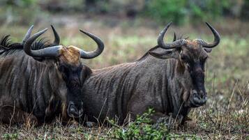 Dos grandes animales de pelaje oscuro con cuernos prominentes en un campo de hierba.