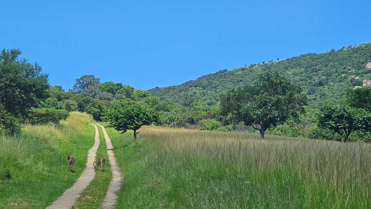 A rural path with grass and trees, leading to a hill.