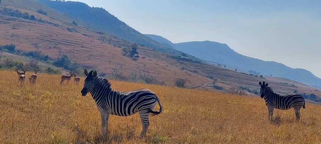 A zebra in a field with a hilly landscape in the background.