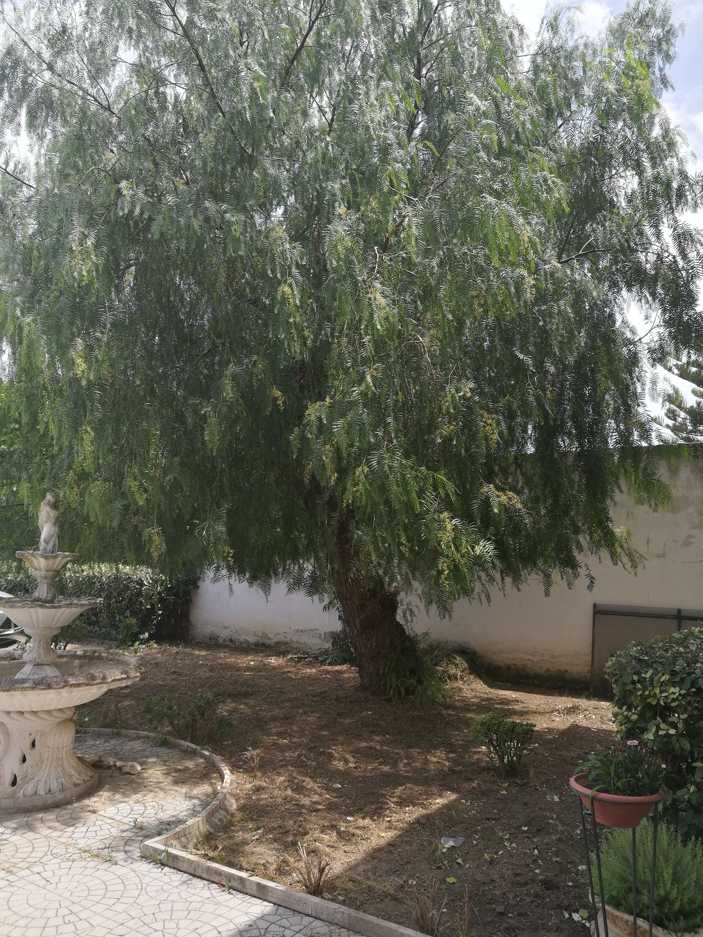 Un jardín con un árbol grande, una fuente y una planta en maceta.