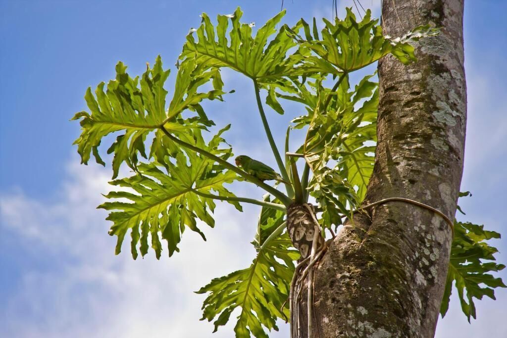 Photo - Tierra Guarani Lodge de Selva
