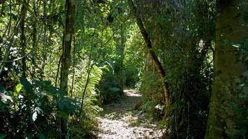 A forest path surrounded by dense foliage and trees.