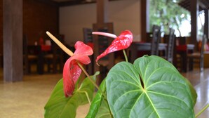 A plant with red flowers and large green leaves in a room with wooden furniture and a view of the outdoors. - Ayubowan Resorts (Avudangawa)