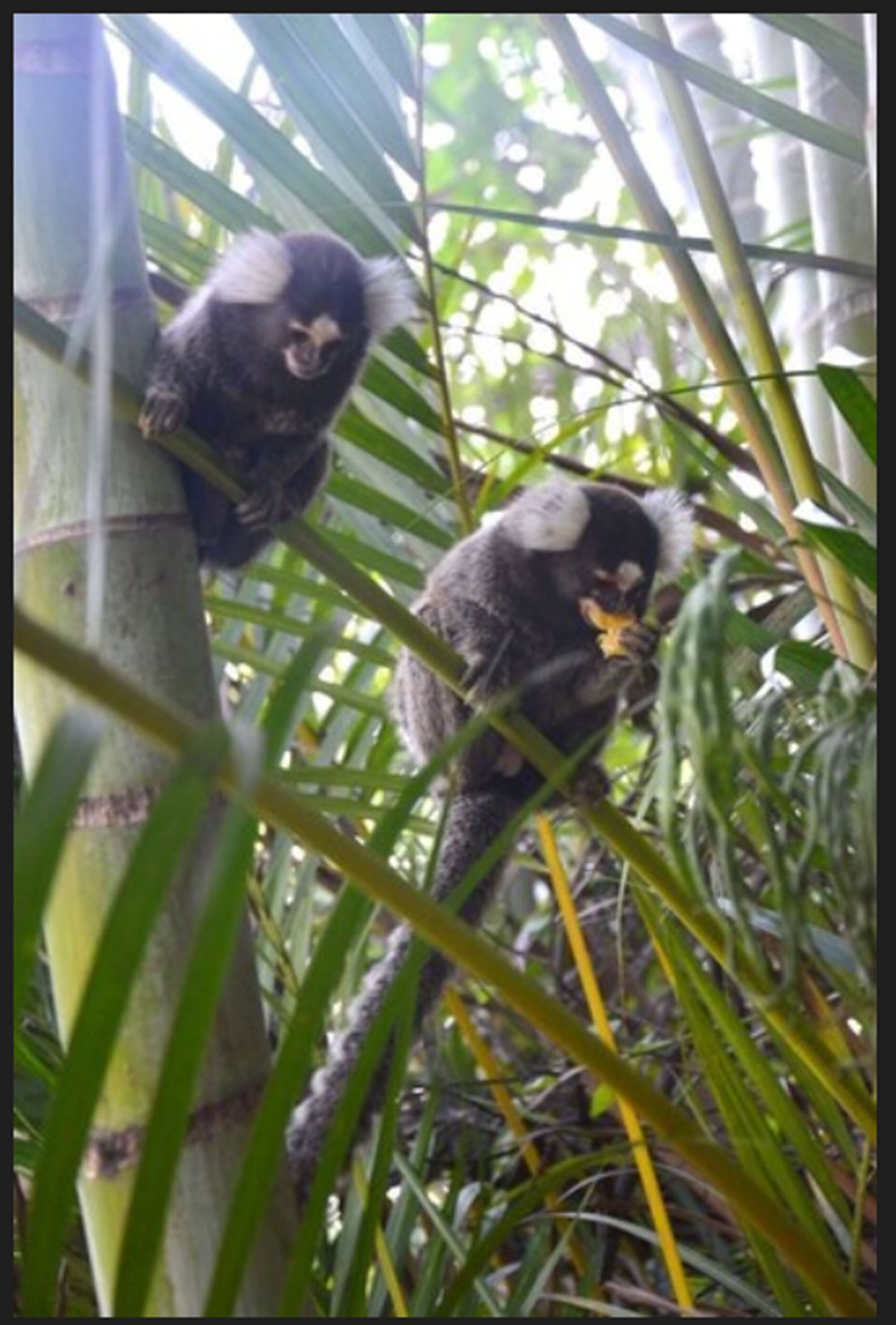 Foto - Pousada Villa Del Rey POSSUIMOS GERADOR