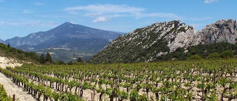 A vineyard with rows of grapevines and a mountain in the background.