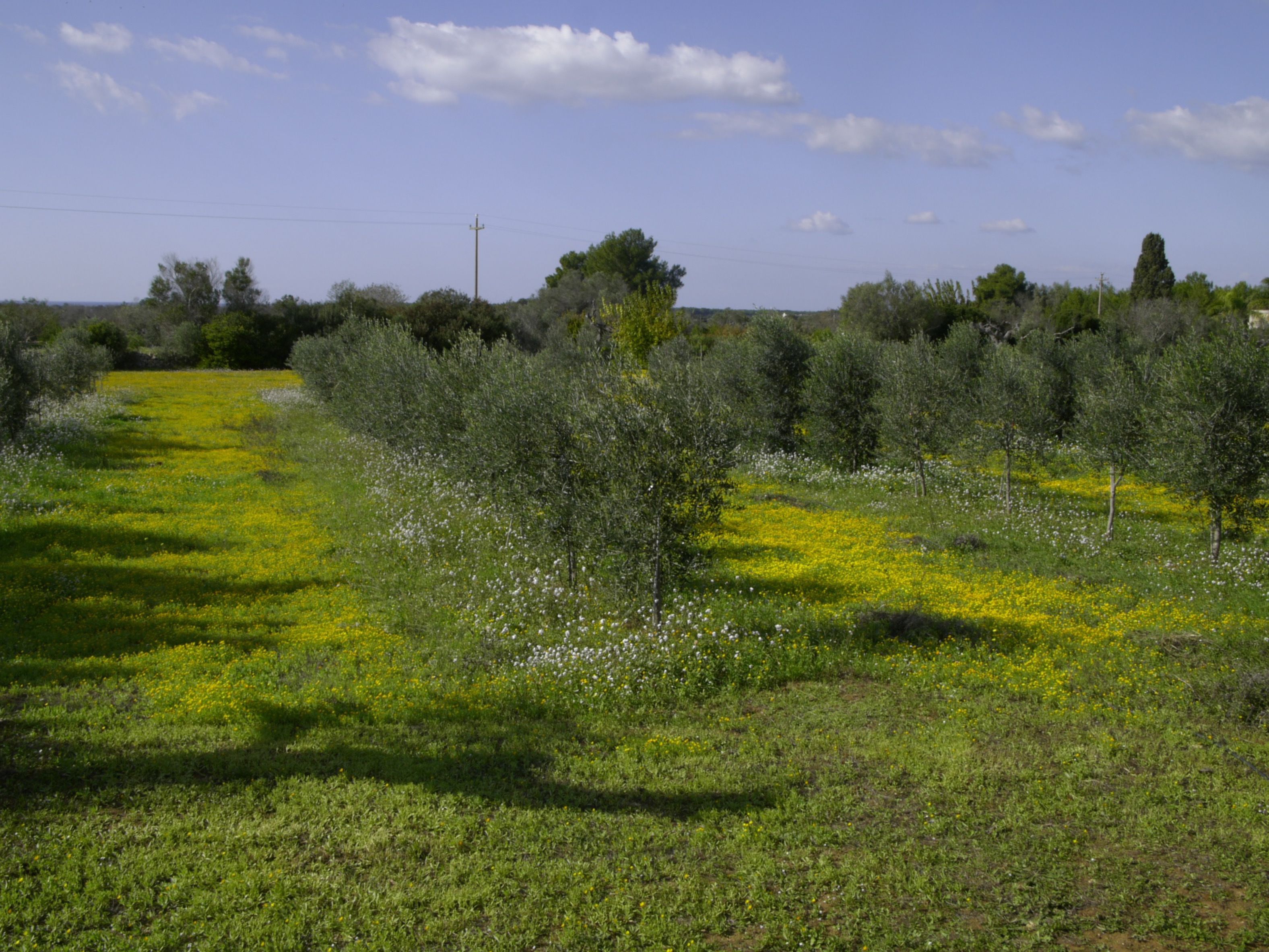 Un campo con árboles y flores amarillas bajo un cielo despejado.