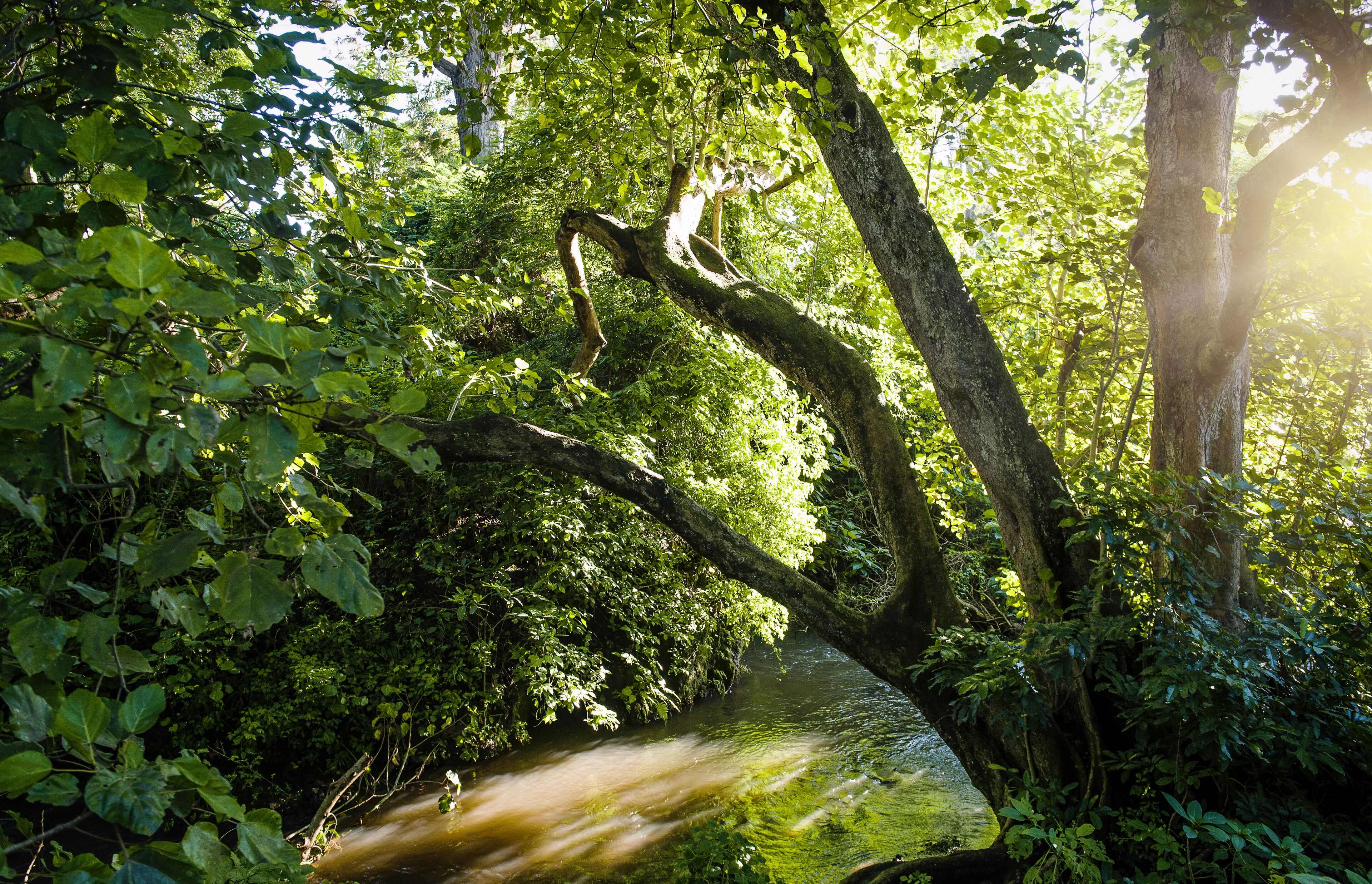 A natural scene with a tree branch overhanging a stream.