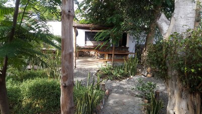 Galapagos Morning Glory