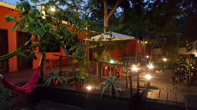 Galapagos Morning Glory