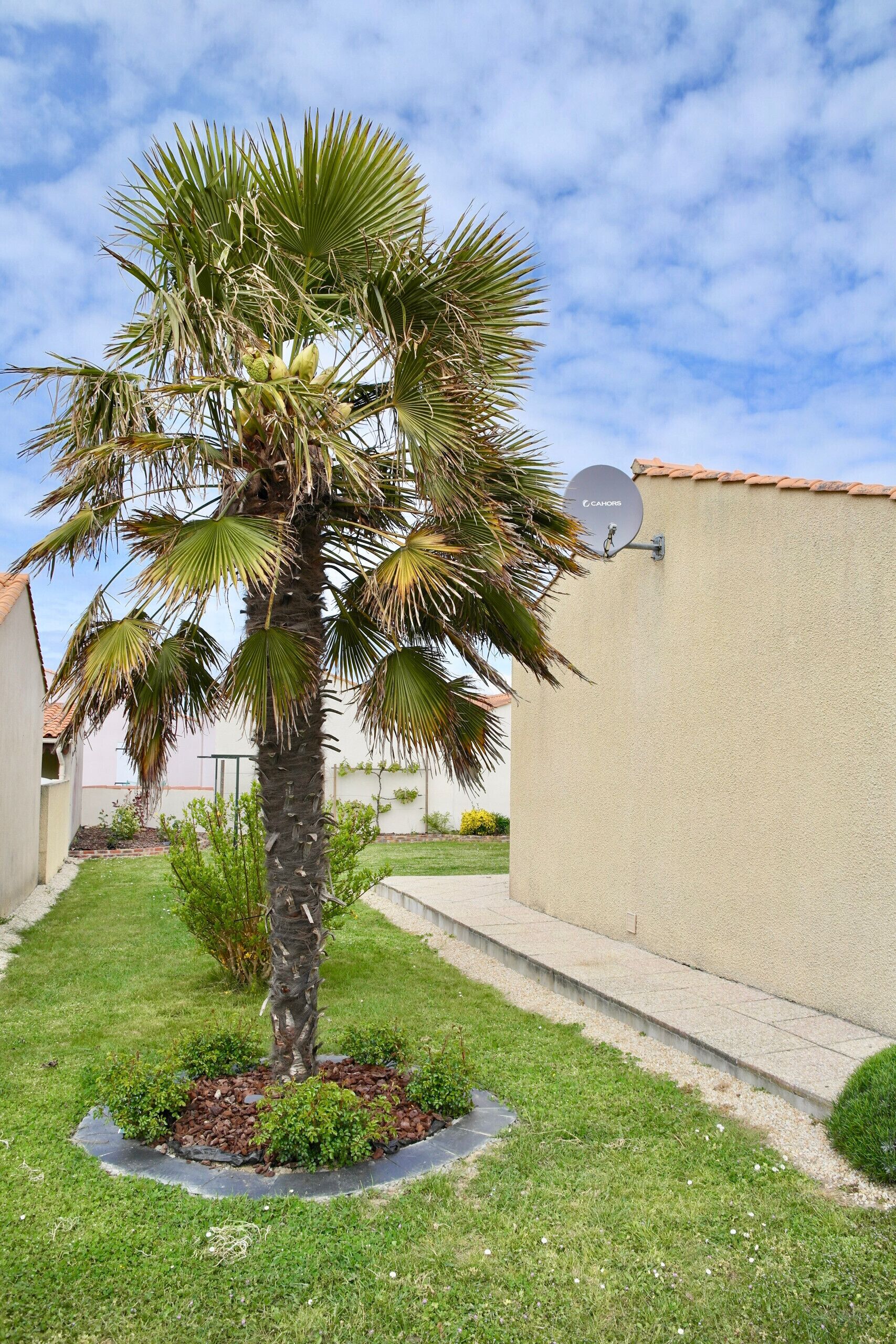 A palm tree in a landscaped garden area with a satellite dish on a building.