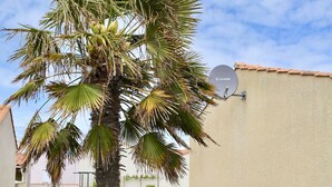 Un palmier dans un jardin aménagé, avec une antenne parabolique sur un bâtiment.