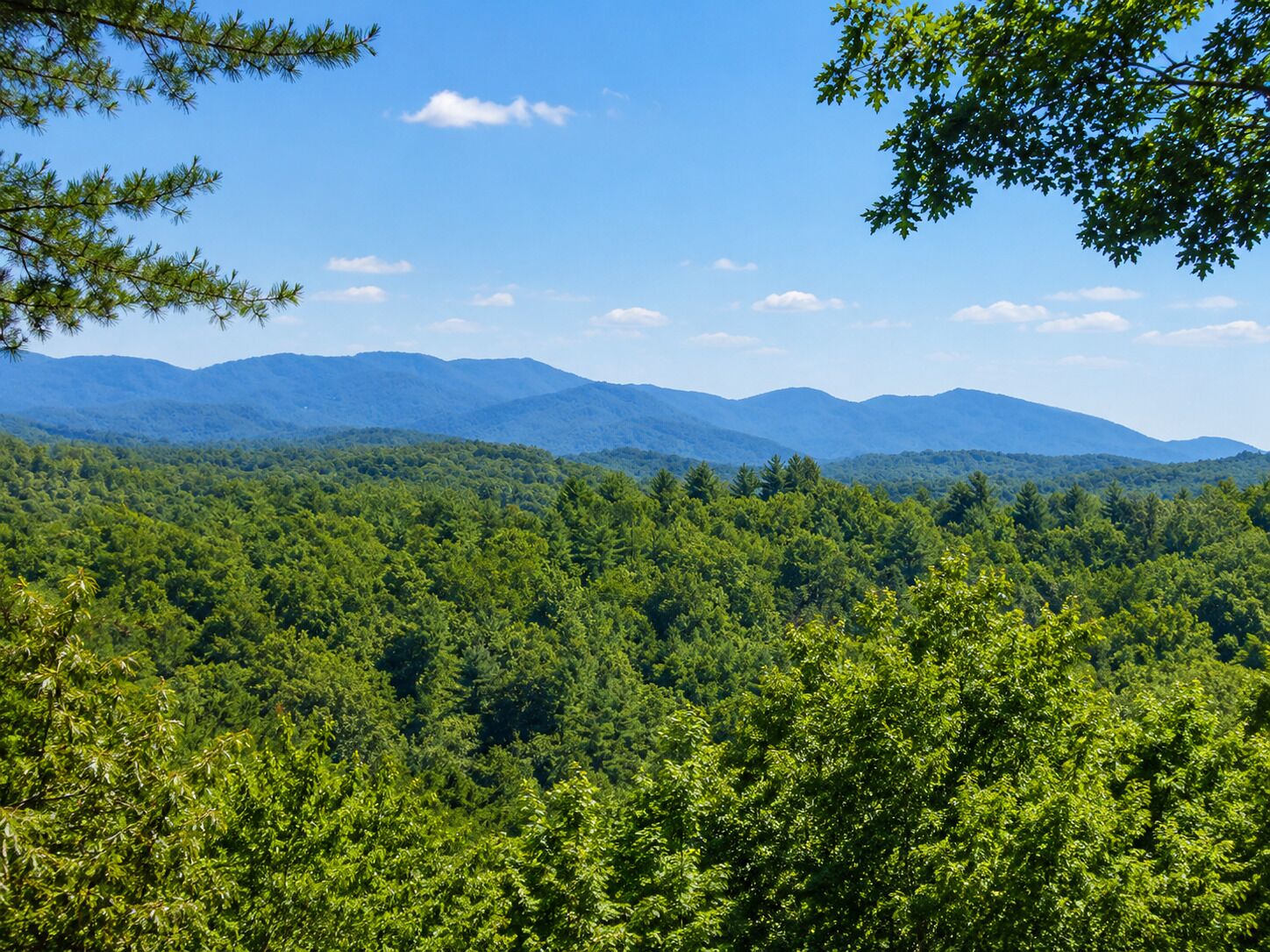 A mountainous landscape with dense forest.