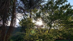 Taman