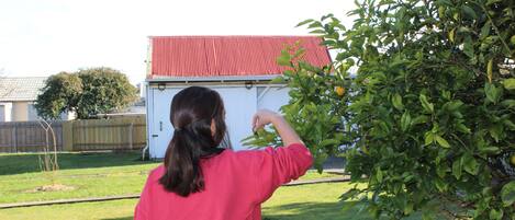 Une personne vêtue d’une chemise rouge tend la main pour cueillir des fruits sur un arbre dans une cour, avec un bâtiment à toit rouge en arrière-plan.