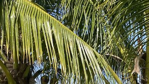 A palm tree with coconuts, a grassy field, and a clear sky. - Poé Côté Lagon Beach Bungalows (Bourail)