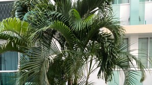 A landscaped garden with a palm tree, surrounded by a gravel border and various flowering plants. - TIVOLI 3 BEDROOM APARTMENT, NEAR BUENAVISTA. (Barranquilla)
