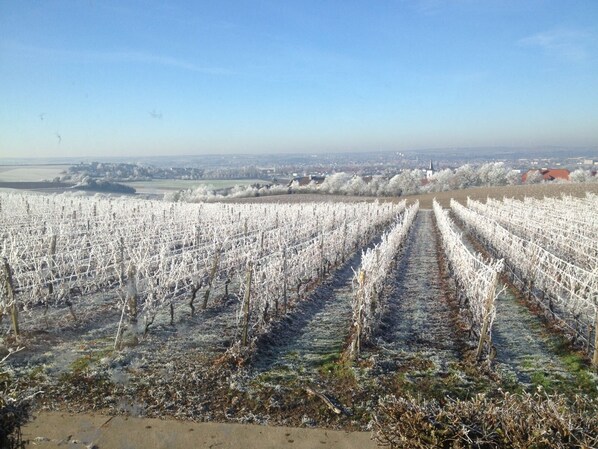 A vineyard with rows of grapevines extending into the distance, a clear sky, and a distant view of a town with buildings and a church. - Main vacation in the vineyard (Kitzingen)