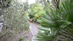 Un estrecho sendero de madera rodeado de abundante vegetación.