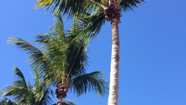 Tall palm trees against a clear blue sky. - Vanderbilt Beach Vacation Home - LARGE PRIVATE POOL w/ fully fenced in backyard (Naples)