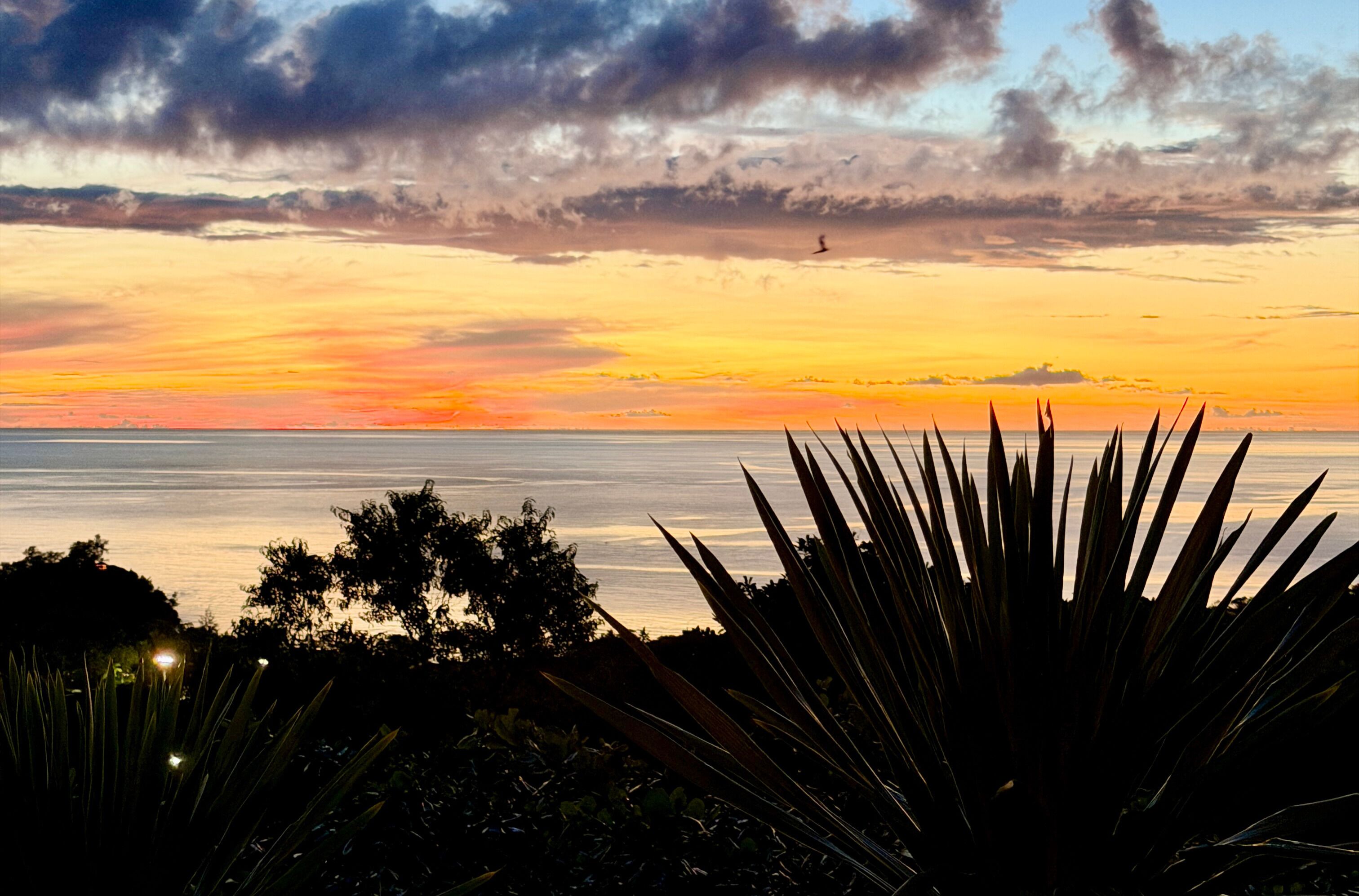 A sunset over a body of water with silhouettes of plants in the foreground.