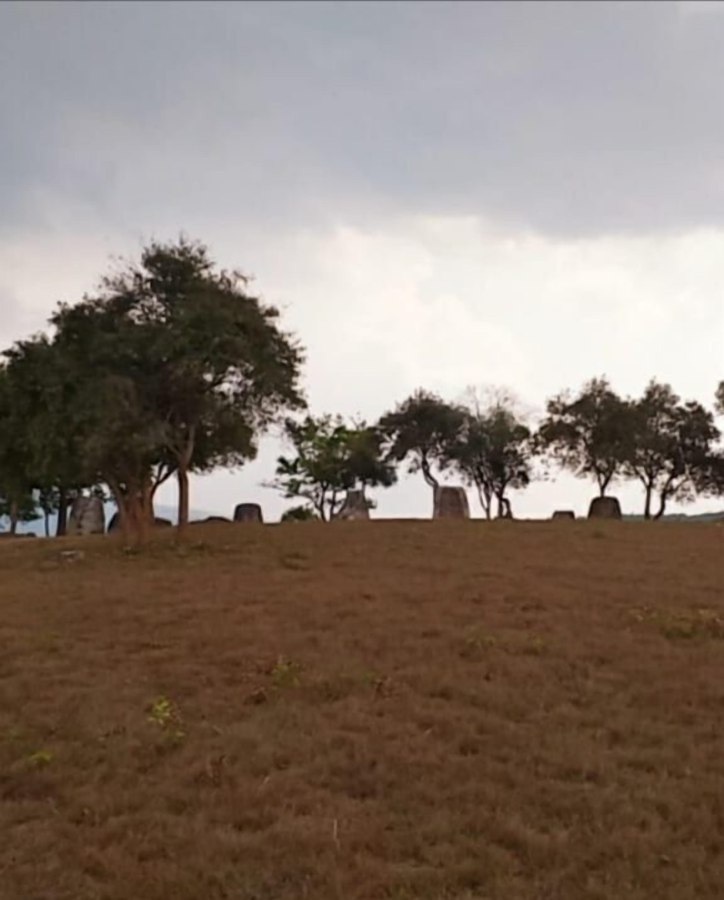 A grassy field with several trees.