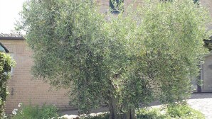 Ein kleiner Baum mit dickem Stamm und dichtem Laubwerk vor einem Gebäude mit Backsteinfassade und einem Fenster mit Rollläden.