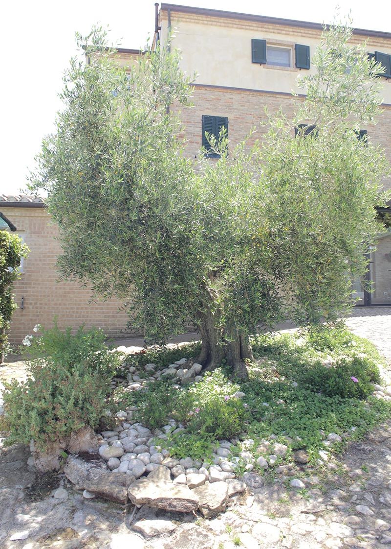 Un árbol pequeño de tronco grueso y follaje denso frente a un edificio de fachada de ladrillo y una ventana con persianas.