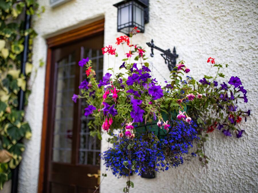 A building with a white exterior, a wooden door, and a hanging flower basket with purple and pink flowers.