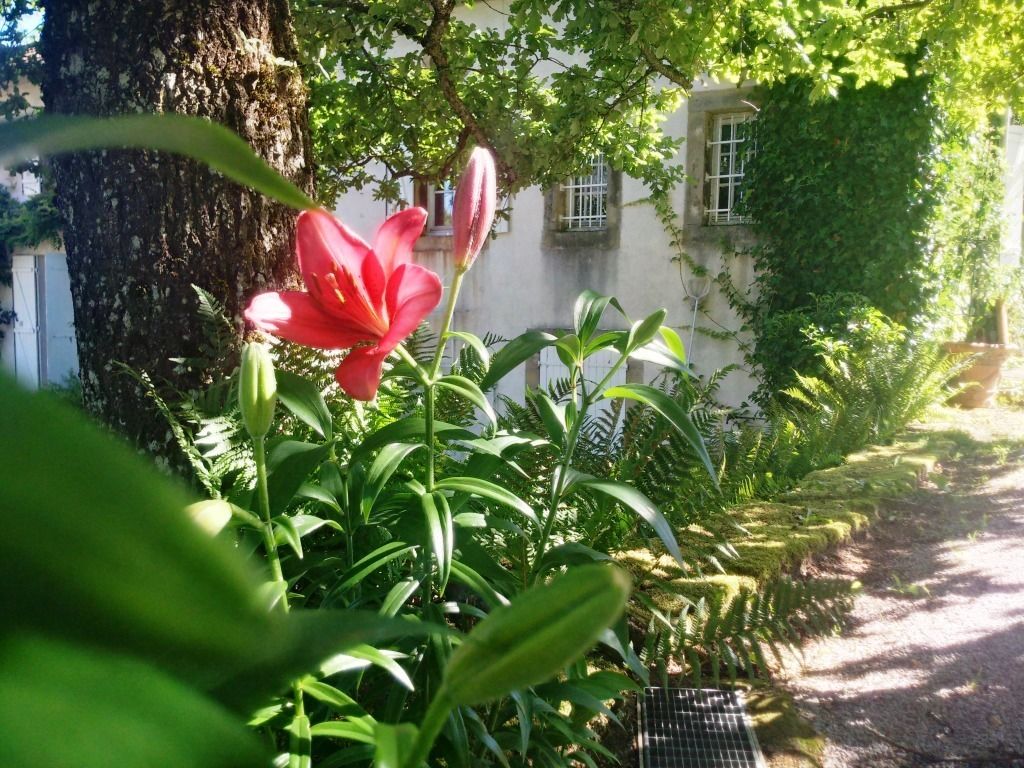 Un giardino con un fiore rosso, il tronco di un albero e un edificio sullo sfondo.