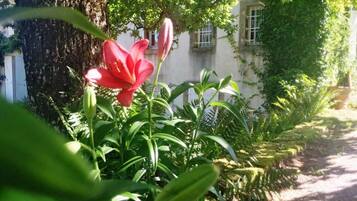 Un giardino con un fiore rosso, il tronco di un albero e un edificio sullo sfondo.