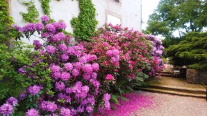 Un jardín con flores rosas y rojas en plena floración, un sendero de grava y un edificio blanco cubierto de hiedra verde.