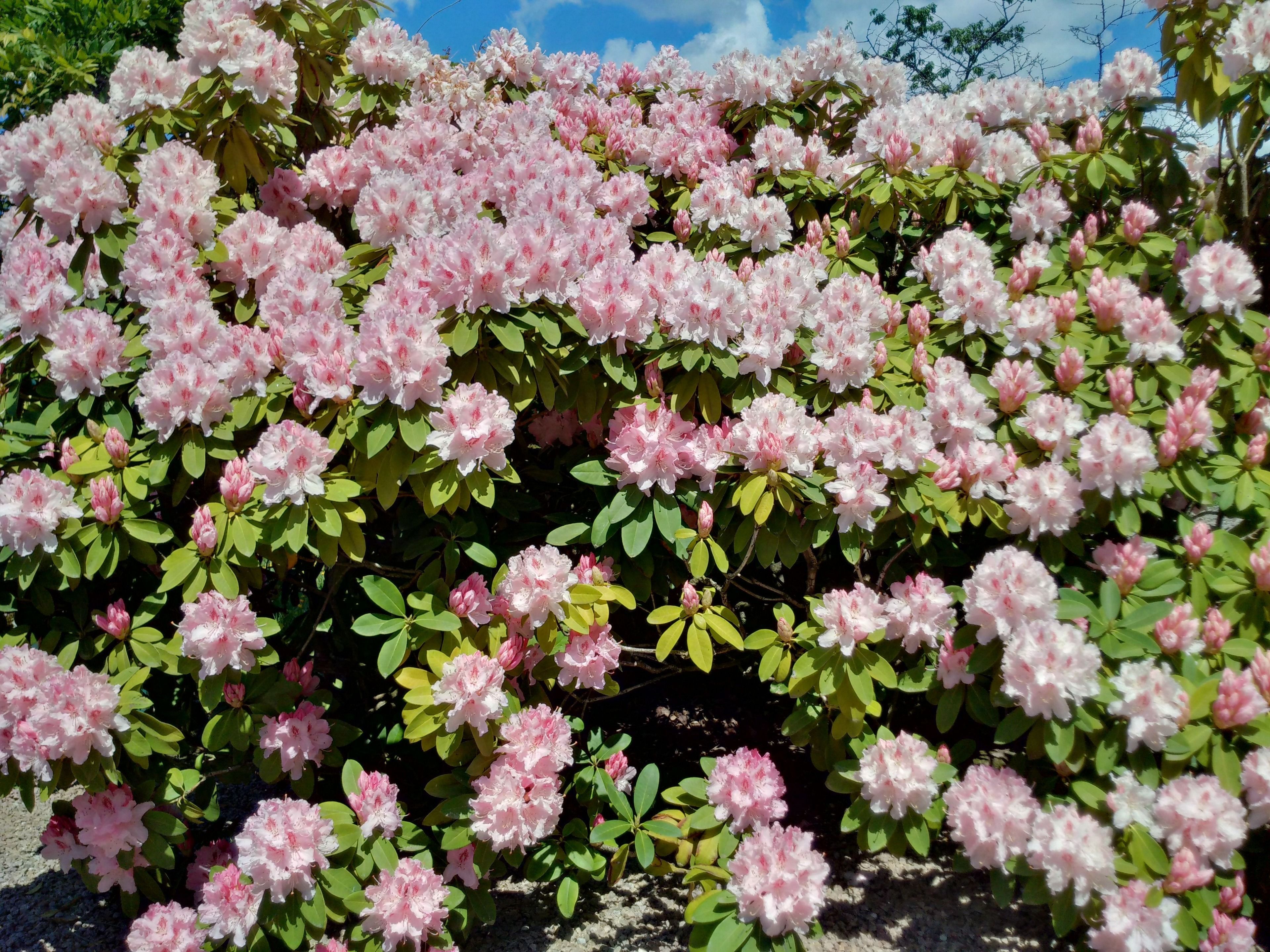Un arbuste touffu aux fleurs roses, vraisemblablement des rhododendrons, avec des feuilles vertes.
