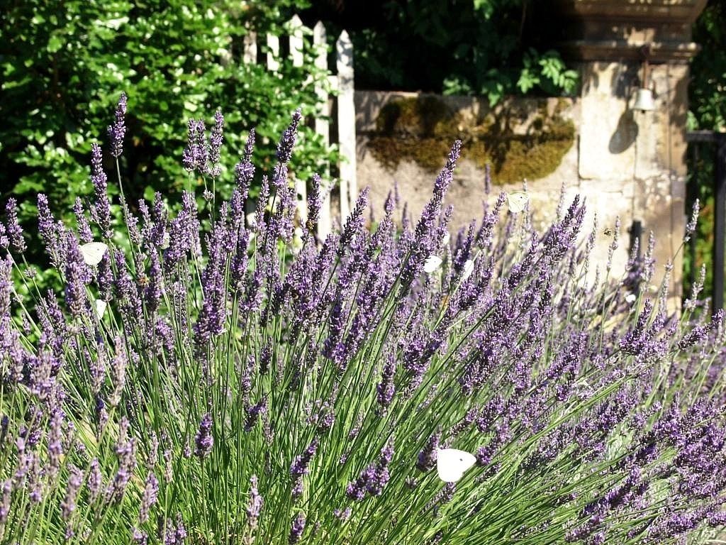 Un jardín con plantas de lavanda y un muro de piedra al fondo.