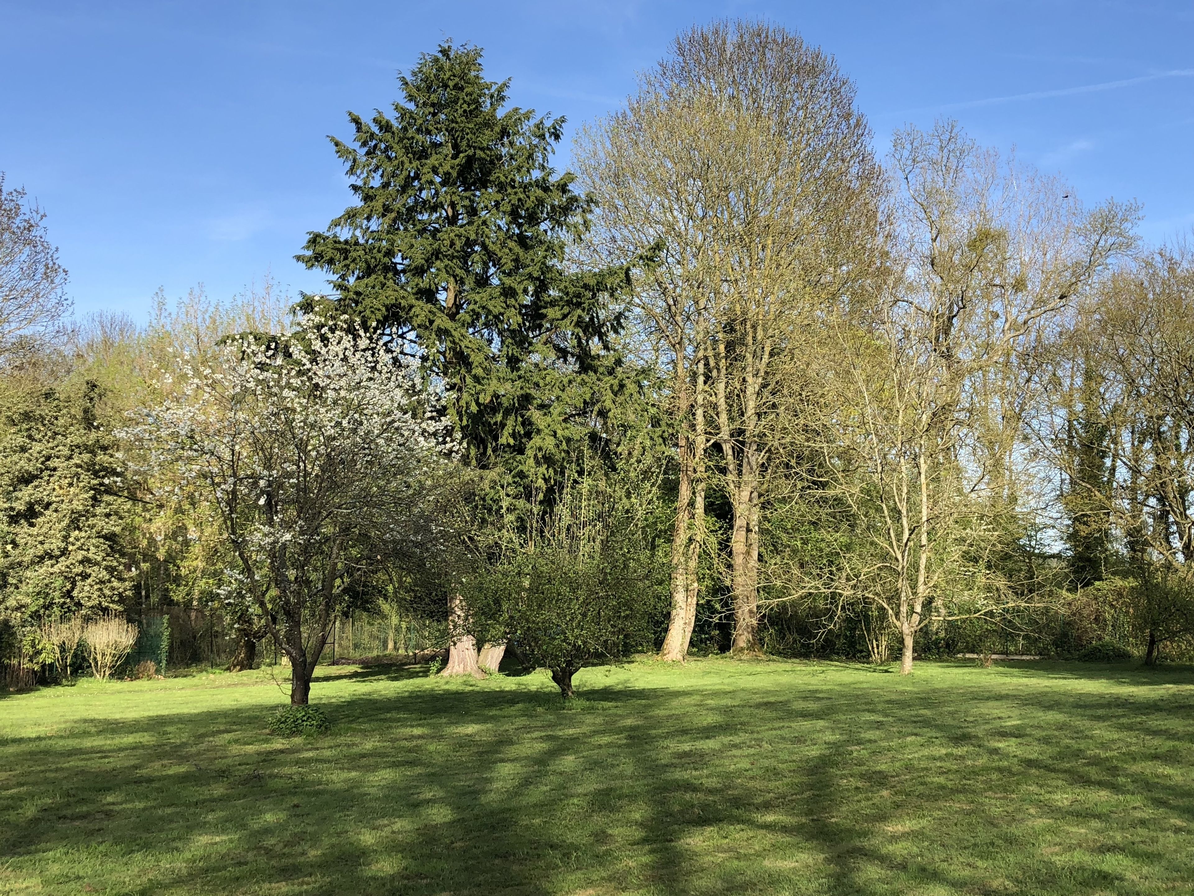 Un parc où l’on trouve une grande variété d’arbres, notamment un grand conifère et plusieurs arbres à feuilles caduques.