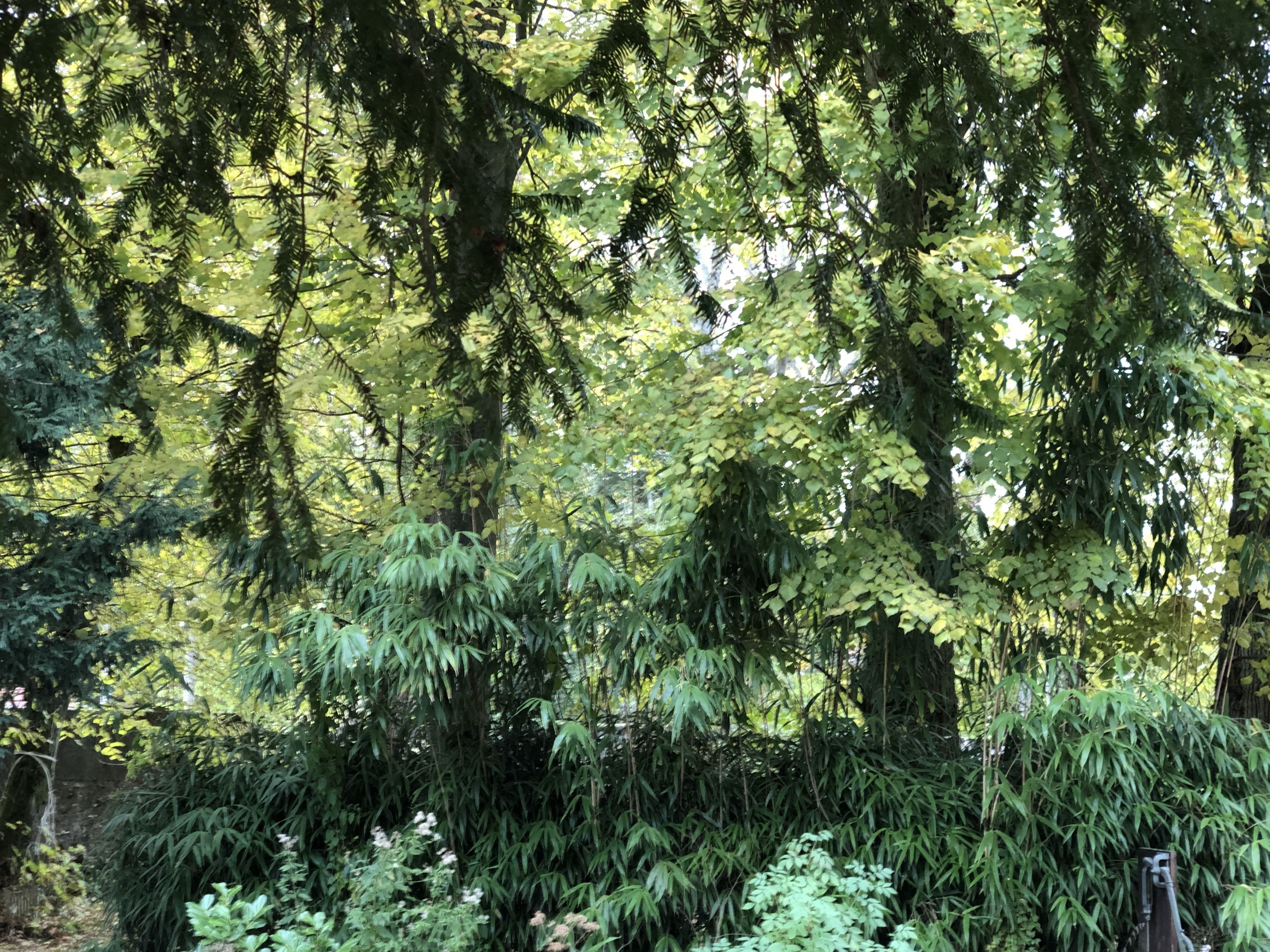 Ein dichter Wald mit verschiedenen Baumarten und Unterholz.